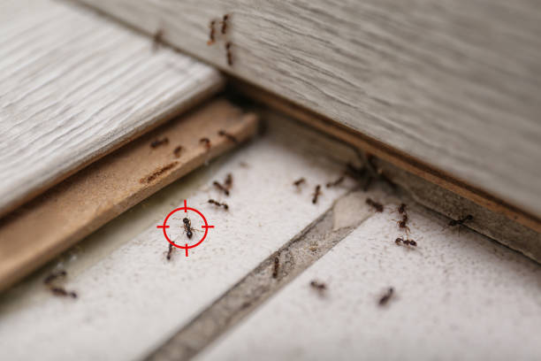 Best Wasp Removal Services  in Central City, IL