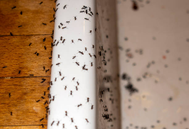 Best Residential Pest Control  in Central City, IL