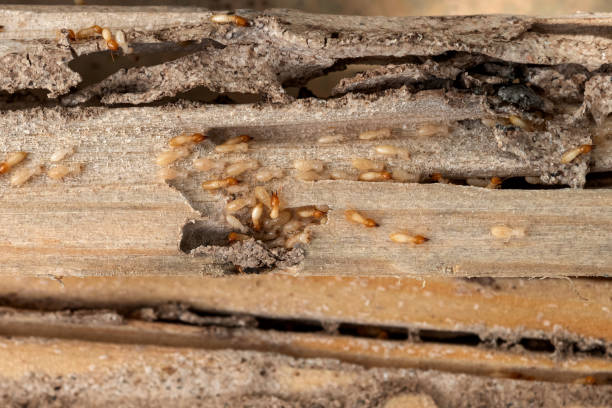 Best Cockroach Control Services  in Central City, IL
